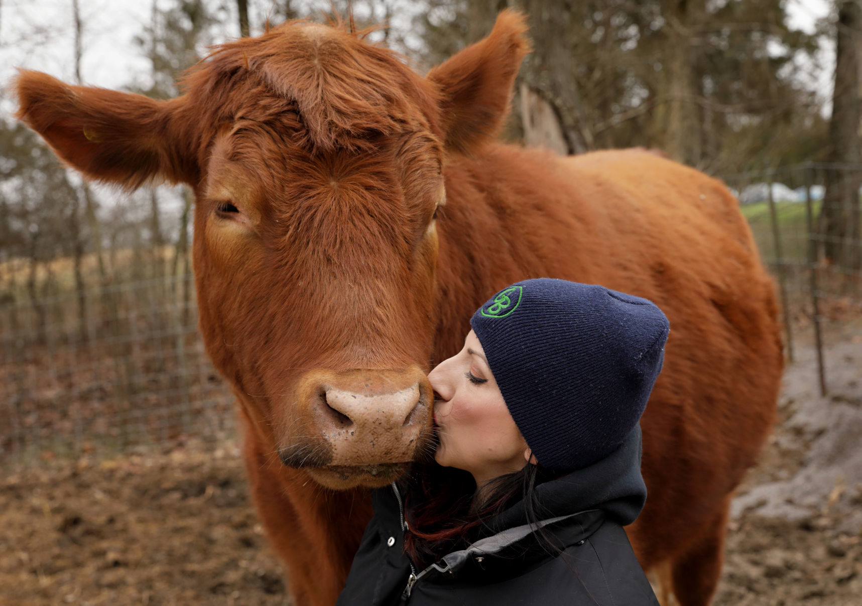 Chico the steer and members of the St. Louis Six who escaped slaughter house now live on a farm